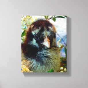 Silver Laced Cochin Chick Canvas Afdruk