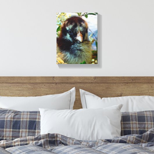 Silver Laced Cochin Chick Canvas Afdruk (Insitu (Slaapkamer))