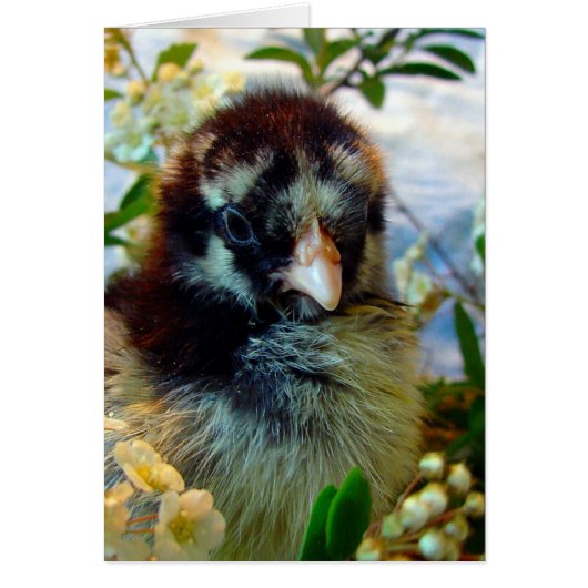 Silver Laced Cochin Chick in Studio Setting (Voorkant)