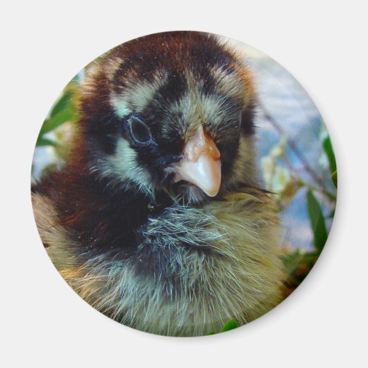 Silver Laced Cochin Chick in Studio Setting Magneet (Voorkant)