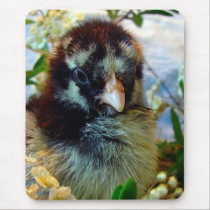 Silver Laced Cochin Chick in Studio Setting Muismat