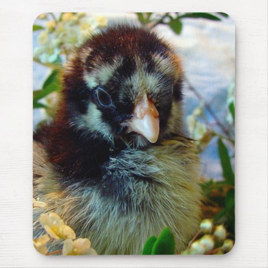 Silver Laced Cochin Chick in Studio Setting Muismat (Voorkant)