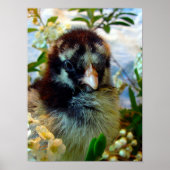 Silver Laced Cochin Chick in Studio Setting Poster (Voorkant)