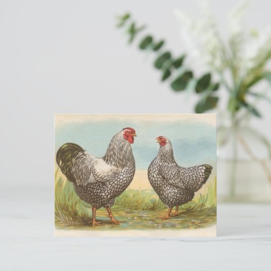 Silver Laced Wyandottes Briefkaart (Staand voorkant)