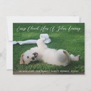 Silver Lining Photo Pet Adoption Aankondiging