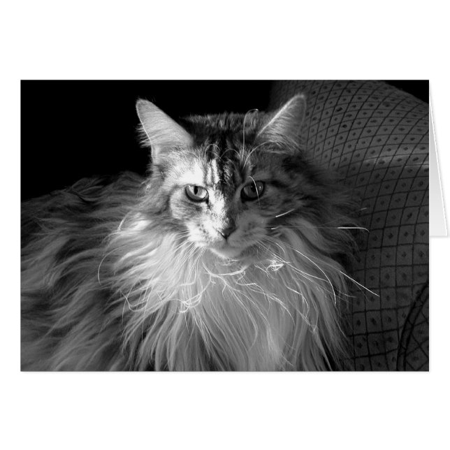 Silver Patched Tabby met White Maine Coon cat (Voorkant Horizontaal)