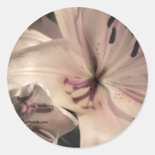 Silver Pink Lilly Wedding Invitation Seals Ronde Sticker