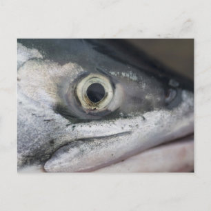 Silver Salmon Face Briefkaart