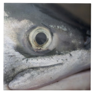 Silver Salmon Face Tegeltje