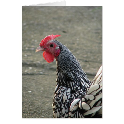 Silver Sebright Bantam Rooster (Voorkant)