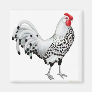 Silver Spangled Hamburg Rooster Magnet Magneet