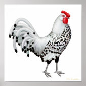 Silver Spangled Hamburg Rooster Print (Voorkant)