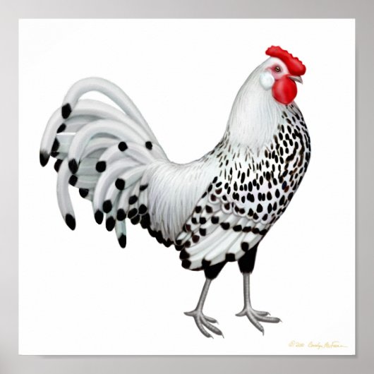 Silver Spangled Hamburg Rooster Print (Voorkant)