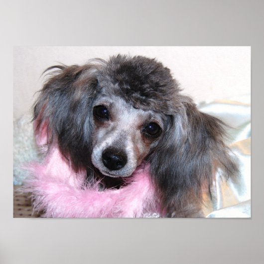 Silver Speelgoed poolzijde Poster (Voorkant)