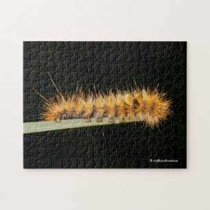 Silver Spotted Tiger Moth/Woollybeer Caterstyle Legpuzzel