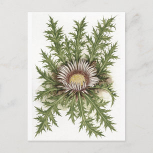 Silver Thistle Collectie Briefkaart