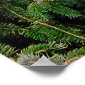 Silver Tip Fir Tree Isaiah 41:10 Afdruk Poster (Hoek)