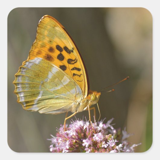Silver-washed Fritillary butterfly on flower Vierkante Sticker (Voorkant)