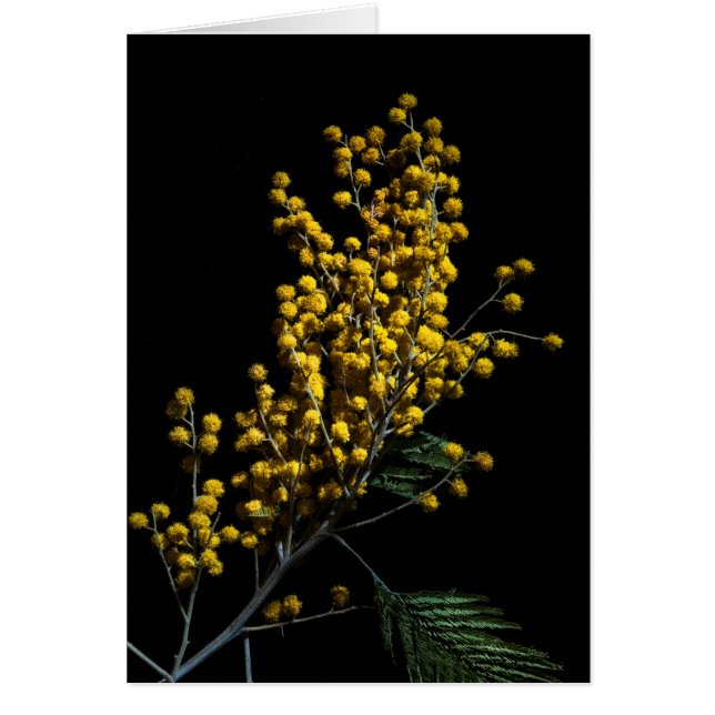 Silver Wattle Flowers (Voorkant)