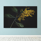 Silver Wattle Flowers Canvas Afdruk (Insitu (Houten vloer))