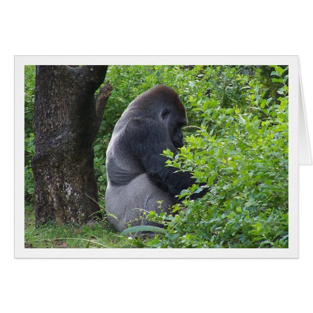 Silverback (Devant Horizontal)