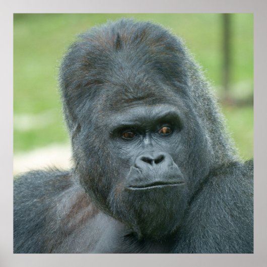 Silverback Dishi Poster (Voorkant)