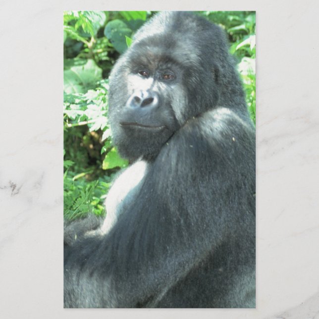 silverback Gorilla (Voorkant)