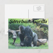 Silverback Gorilla # 1 Briefkaart (Voorkant / Achterkant)