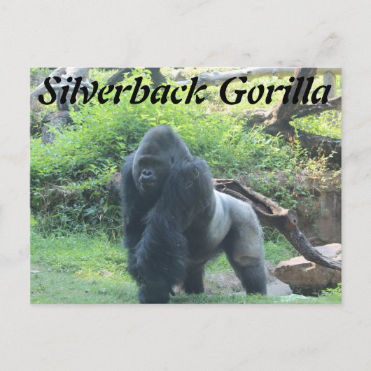 Silverback Gorilla # 2 Briefkaart (Voorkant)