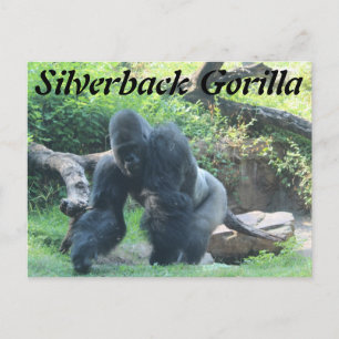 Silverback Gorilla # 3 Briefkaart