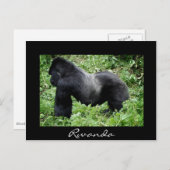 Silverback gorilla Black Rwanda briefkaart (Voorkant / Achterkant)
