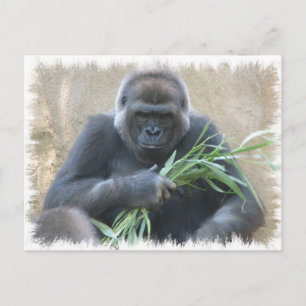 Silverback Gorilla Briefkaart