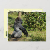 Silverback Gorilla Briefkaart (Voorkant / Achterkant)