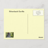Silverback Gorilla Briefkaart (Achterkant)