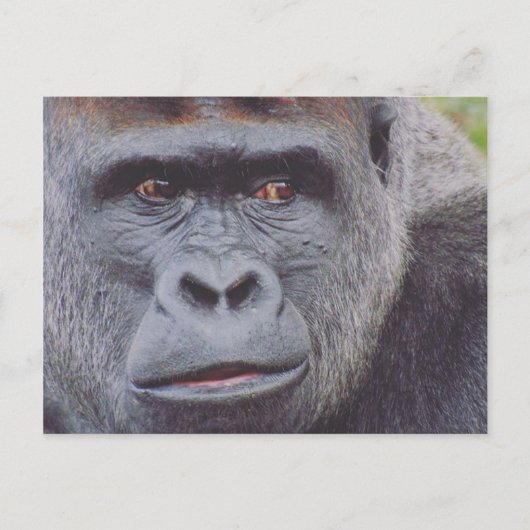 silverback gorilla briefkaart (Voorkant)