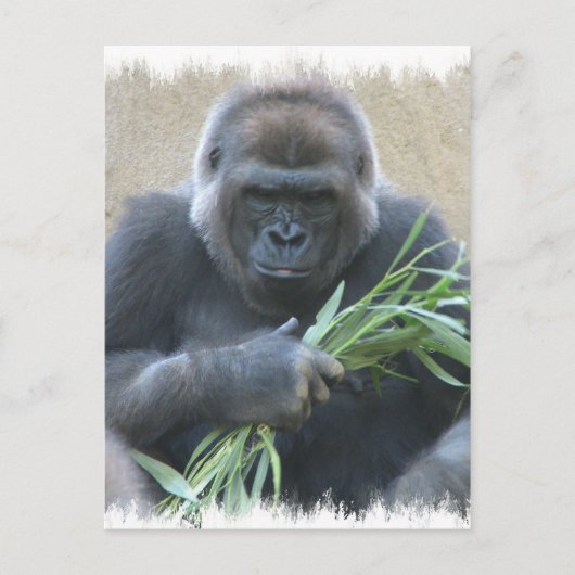 Silverback Gorilla Briefkaart (Voorkant)