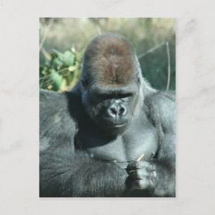 Silverback Gorilla Briefkaart