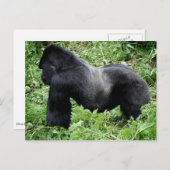 Silverback gorilla-briefkaart briefkaart (Voorkant / Achterkant)