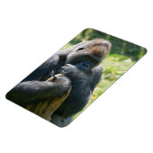 Silverback Gorilla en zijn portemonnee Magneet (Linkerzijde)