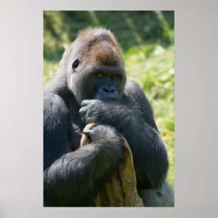 Silverback Gorilla en zijn portemonnee Poster