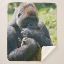 Silverback Gorilla en zijn portemonnee