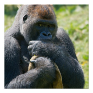 Silverback Gorilla en zijn Poster in de bloedbaan Perfect Poster