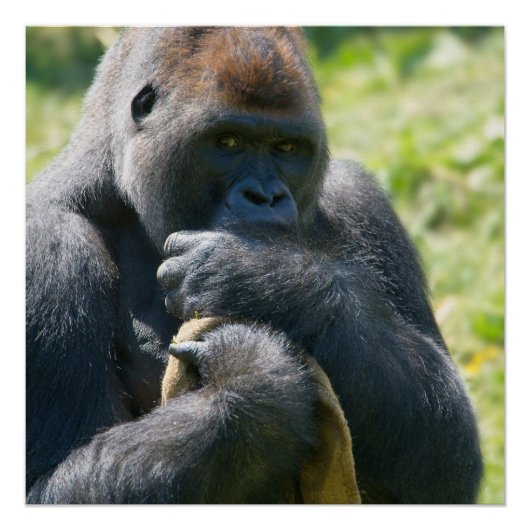 Silverback Gorilla Et Son Affiche Globale (Devant)