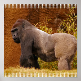 Silverback Gorilla Foto afdrukken Poster
