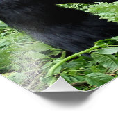 Silverback gorilla-fotoafdrukken foto afdruk (Hoek)