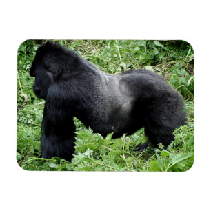 Silverback gorilla fotomagneet magneet