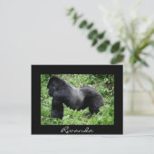 Silverback gorilla noir Rwanda carte postale (Debout devant)