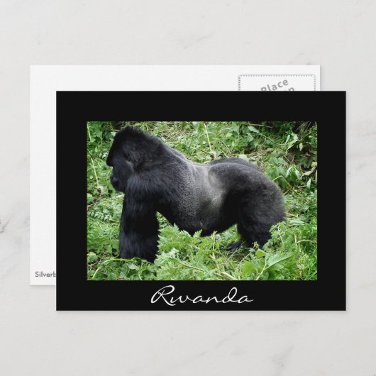 Silverback gorilla noir Rwanda carte postale (Devant / Derrière)