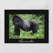 Silverback gorilla noir Rwanda carte postale (Devant)