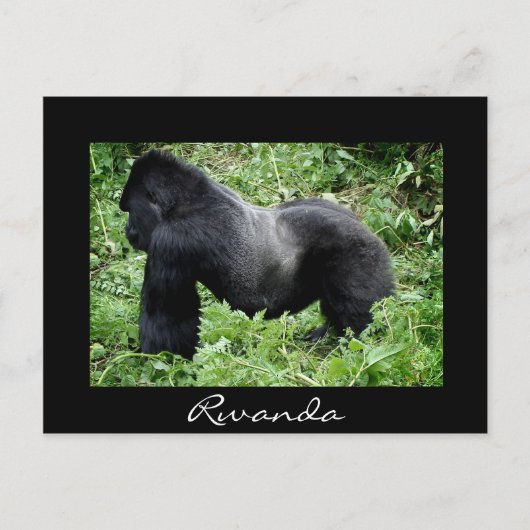 Silverback gorilla noir Rwanda carte postale (Devant)